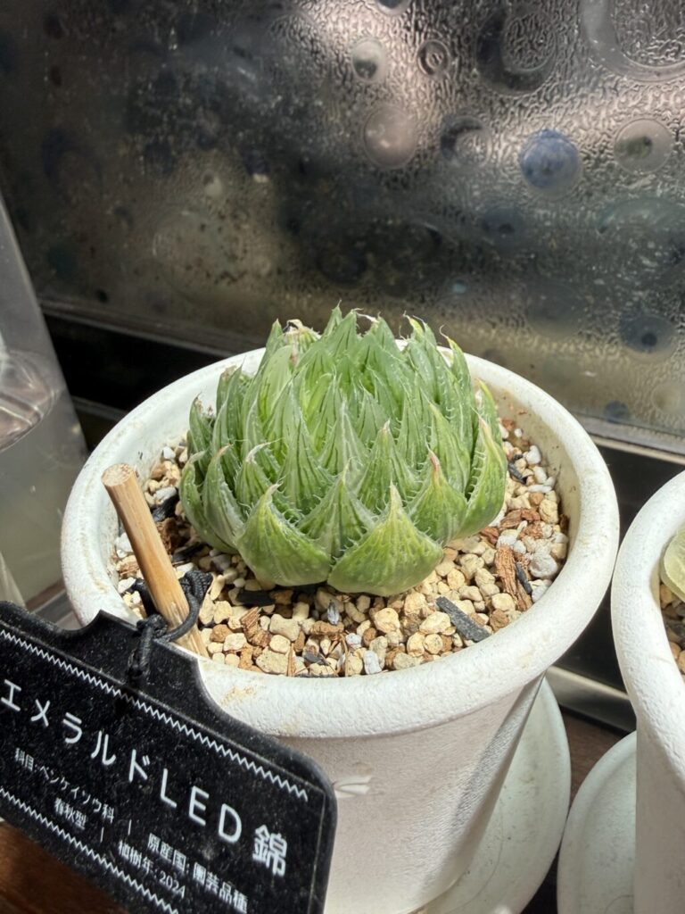 エメラルドLED錦