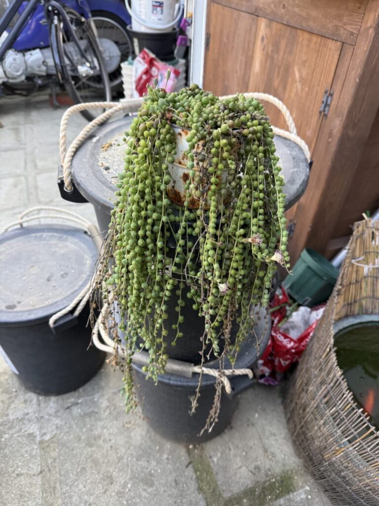 グリーンネックレス