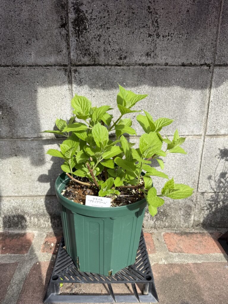アジサイ・アナベル