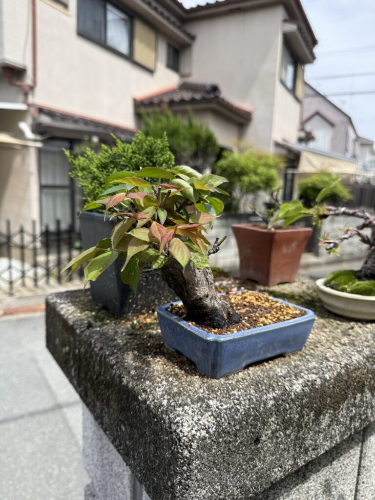紅梅