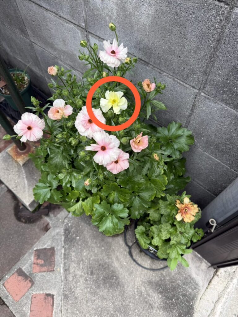 ラナンキュラスラックス