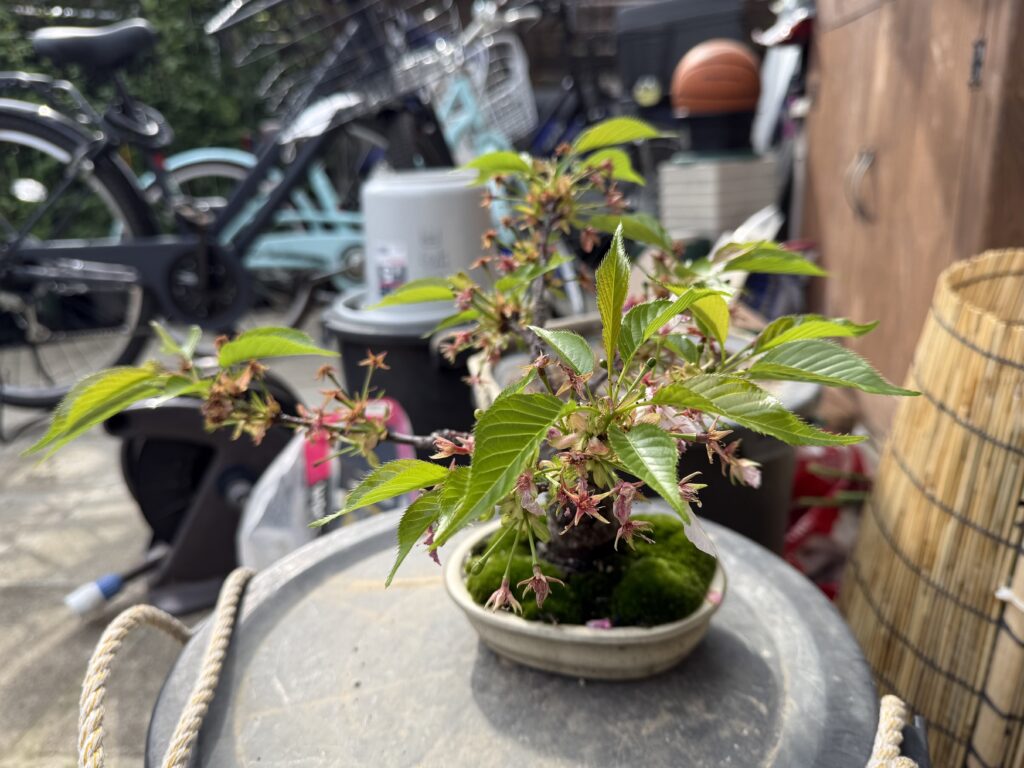 旭山桜