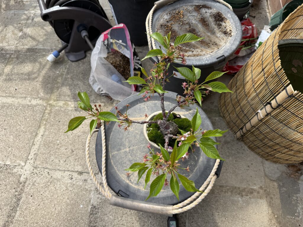 旭山桜