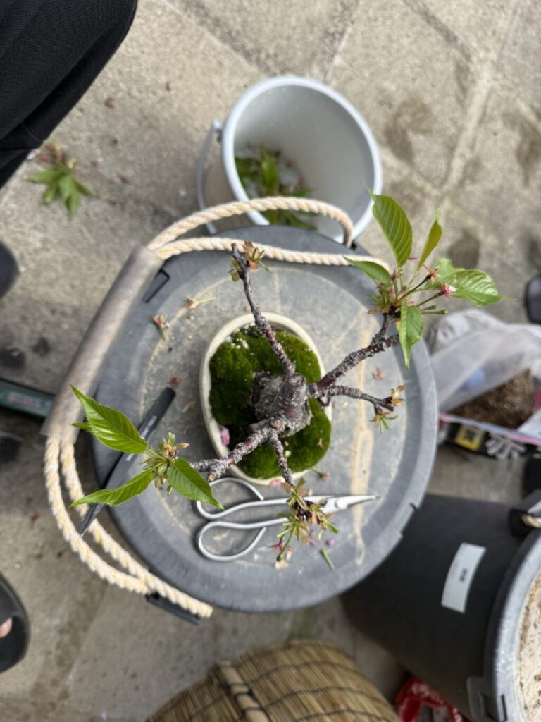 旭山桜