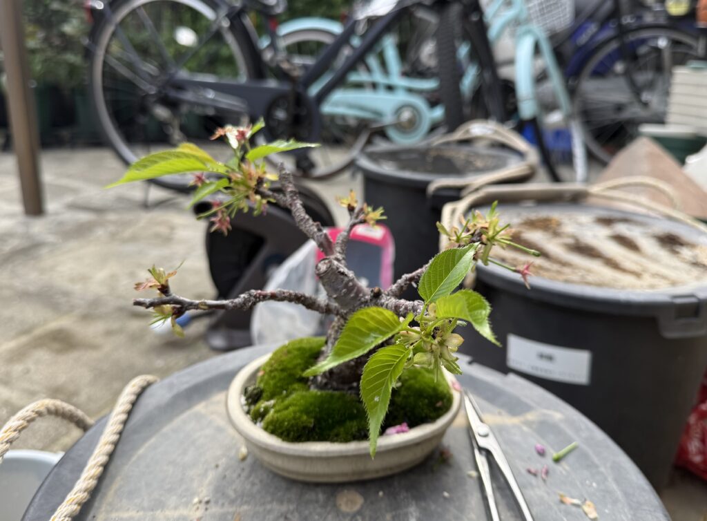 旭山桜