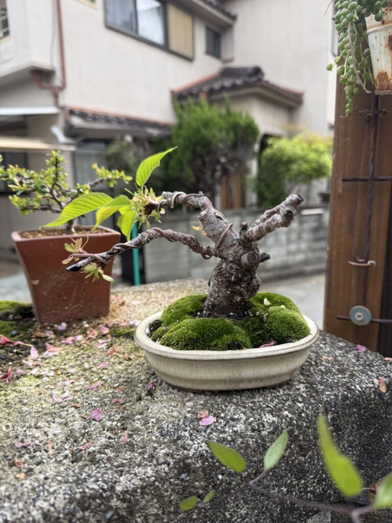 旭山桜