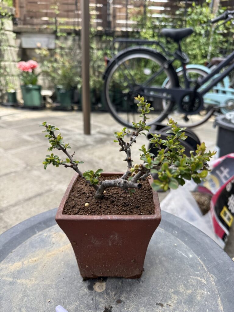 長寿梅