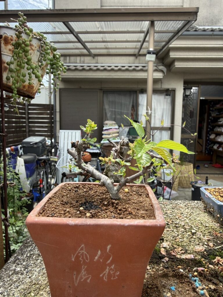 長寿梅