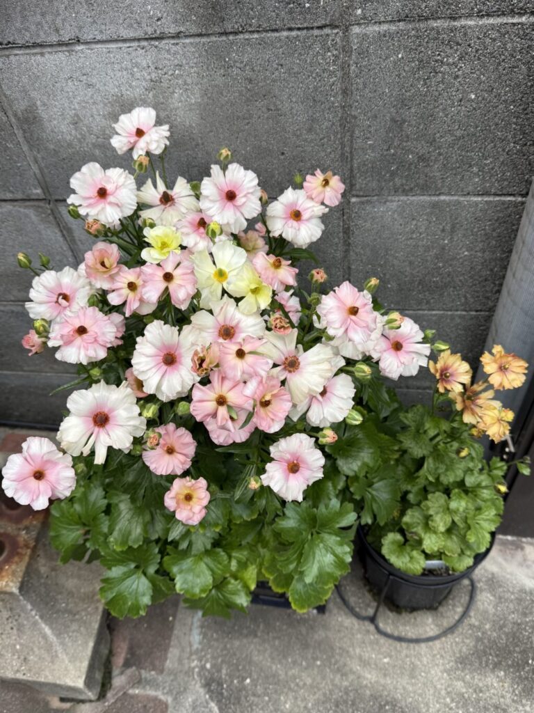 ラナンキュラスラックス