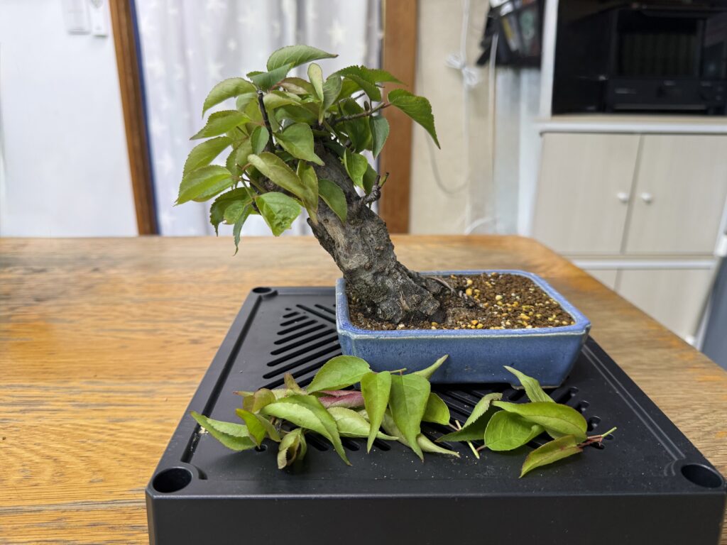 梅