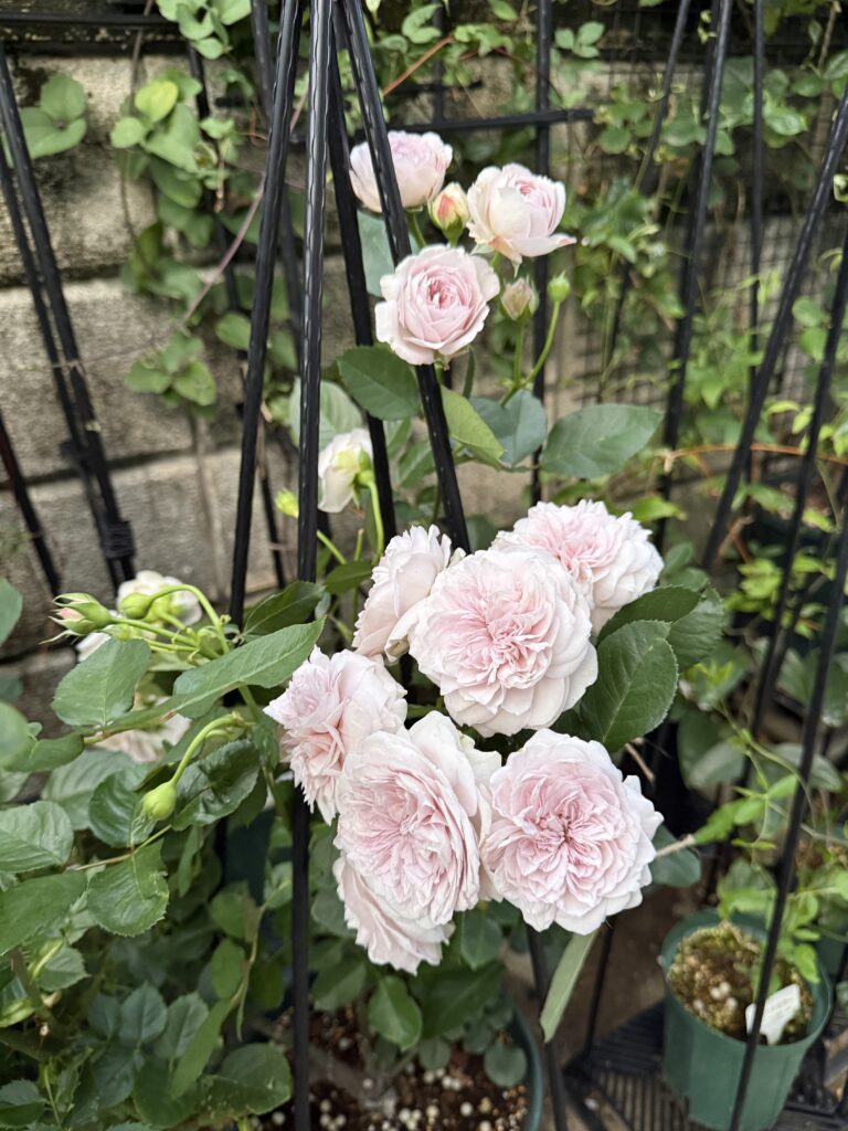 黒いオベリスクに沿って咲く淡いピンク色のバラの花々