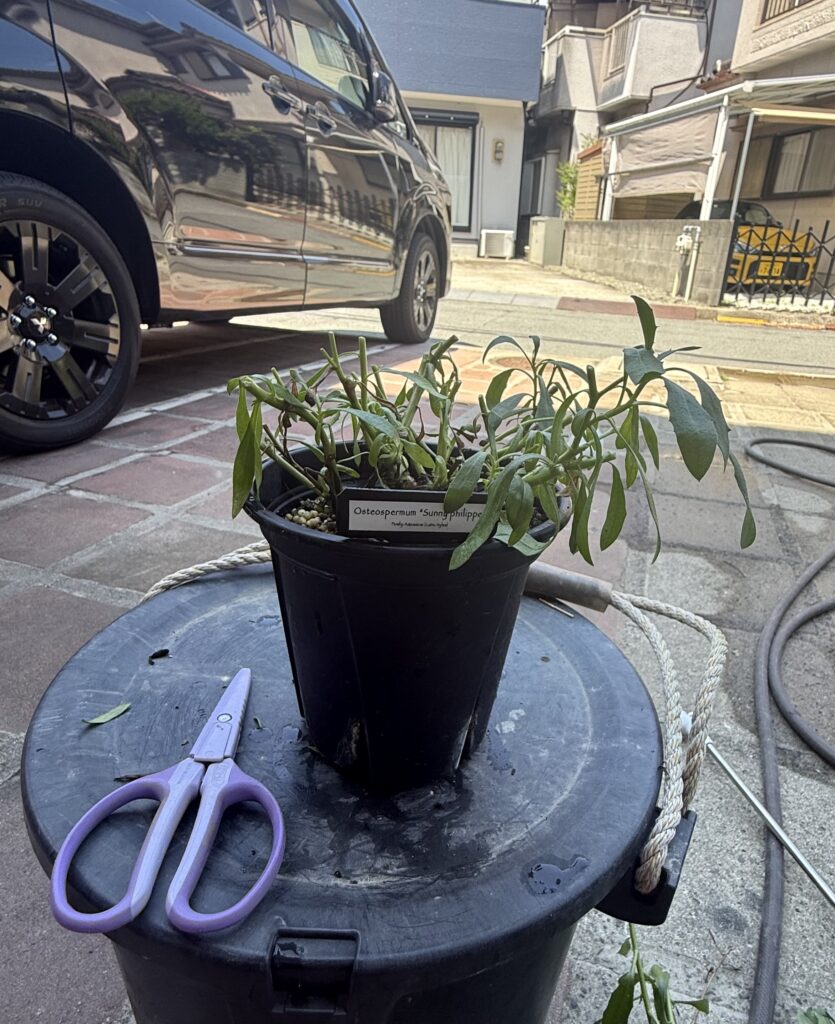 剪定後のオステオスペルマムの鉢植えと紫色の剪定バサミ