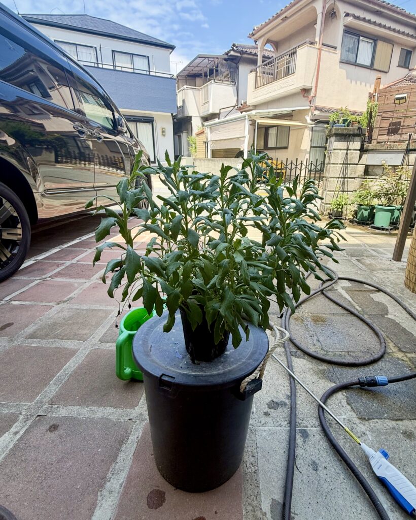 バケツの上に置かれた、緑の葉を茂らせたオステオスペルマムの鉢植え