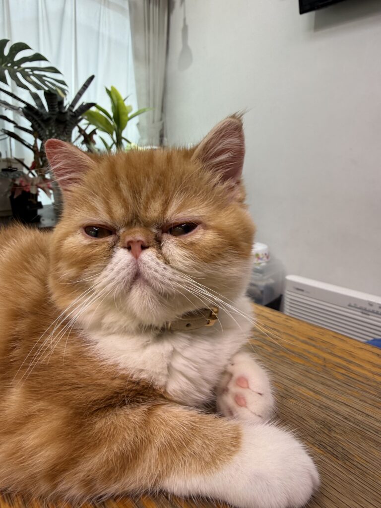 エキゾチックショートヘア