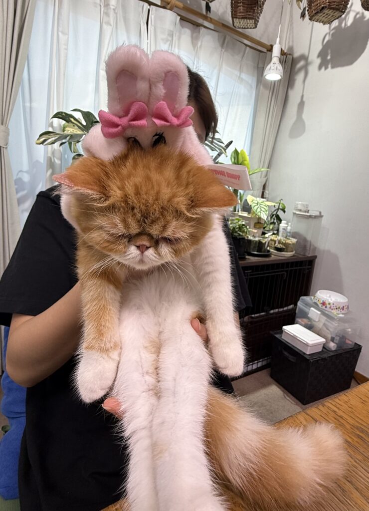 エキゾチックショートヘア