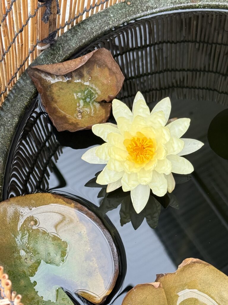 水鉢に咲く淡い黄色いスイレンの花と水面に浮かぶ葉